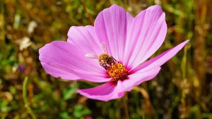 bienen-blumen